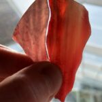 two halves of a petal being held up to the light to show a lighter and darker value achieved with the glass