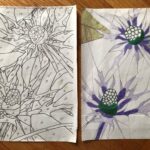 two duplicate sketches of thistle flowers, one with each shape numbered, the other serving as a color study