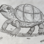 Drawing of a turtle with lots of different textures captured on the skin and shell, standing tall on the ground with a light shadow underneath and a few pebbles and twigs scattered around